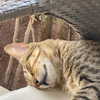madelineargy Altpins Profile Picture