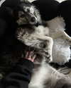 magg0tfleshh Altpins Profile Picture