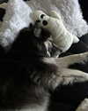 magg0tfleshh Altpins Profile Picture