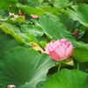 mamyouu_star Altpins Profile Picture