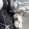 mayamorgannnnnn Altpins Profile Picture