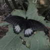 mayamorgannnnnn Altpins Profile Picture