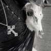 mayamorgannnnnn Altpins Profile Picture