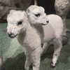 mayamorgannnnnn Altpins Profile Picture