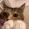 mayamorgannnnnn Altpins Profile Picture