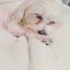 maycohen8 Altpins Profile Picture