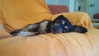maycohen8 Altpins Profile Picture