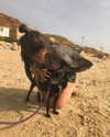 maycohen8 Altpins Profile Picture