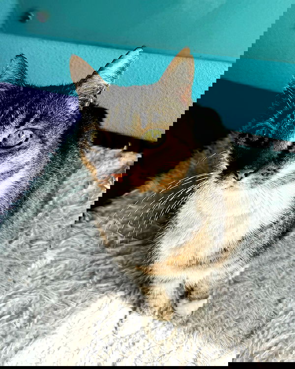 meikeae image ~ Altpins