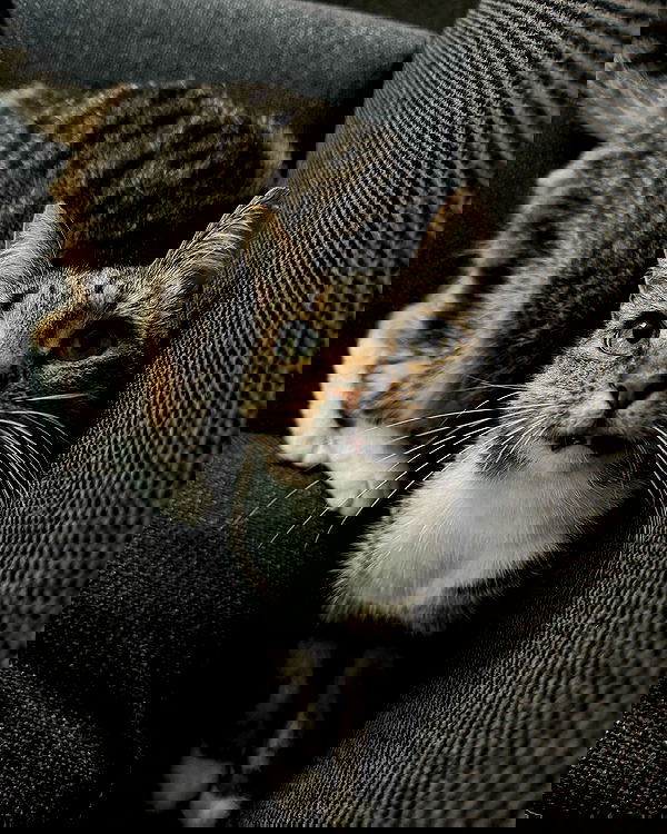 meikeae image ~ Altpins