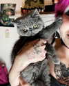 mellancholicka Altpins Profile Picture