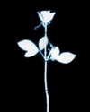 merveystar Altpins Profile Picture