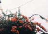 mia.ngarla Altpins Profile Picture