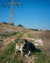 mikasagie_ Altpins Profile Picture