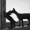 milena_kofef Altpins Profile Picture