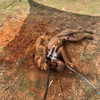 milena_kofef Altpins Profile Picture
