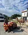 milena_kofef Altpins Profile Picture