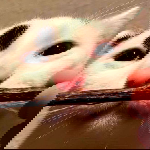 milkgore milkgore archive image