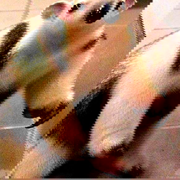 milkgore milkgore archive image