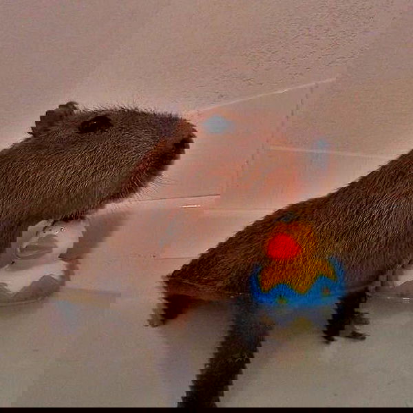 milkgore milkgore archive image