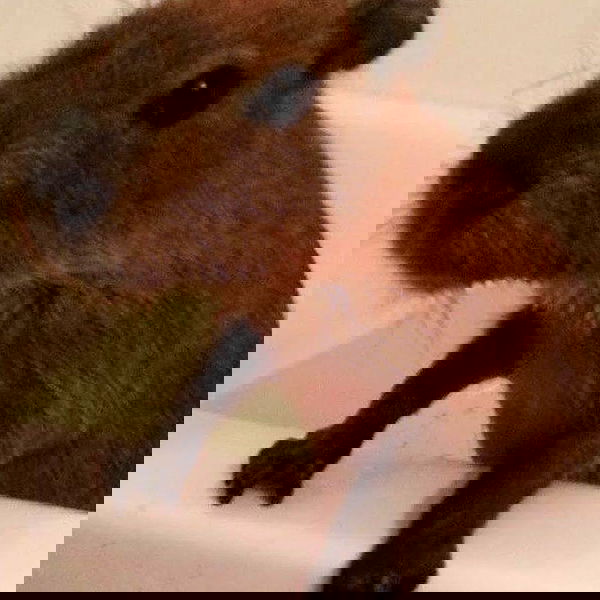 milkgore milkgore archive image