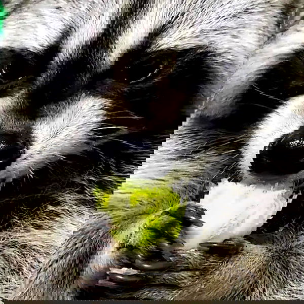 milkgore milkgore archive image