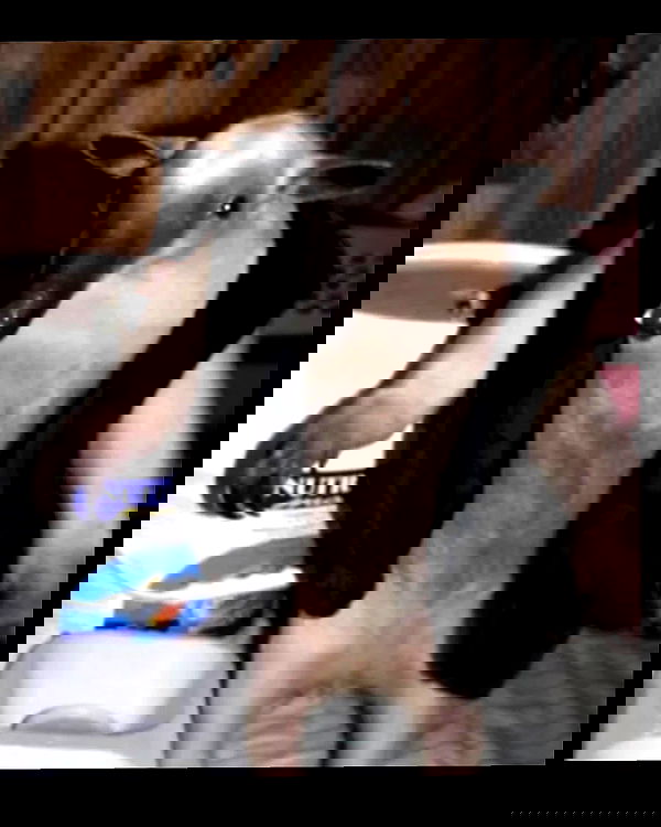 milkgore milkgore archive image