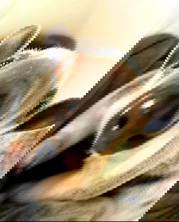 milkgore milkgore archive image