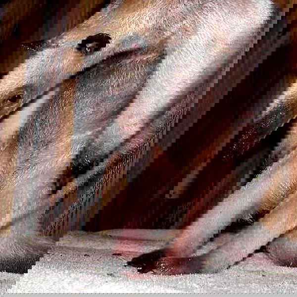 milkgore milkgore archive image