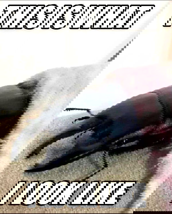 milkgore milkgore archive image