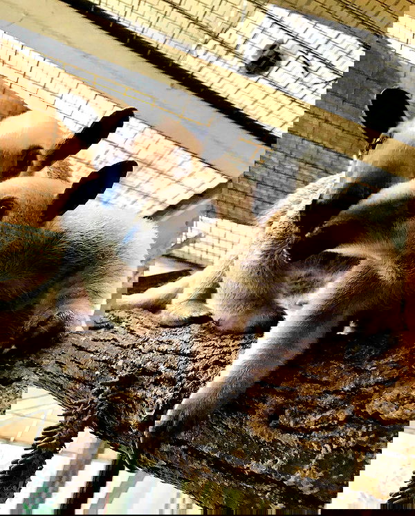 milkgore milkgore archive image