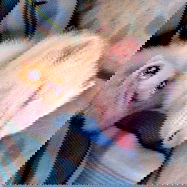 milkgore milkgore archive image