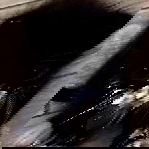 milkgore milkgore archive image