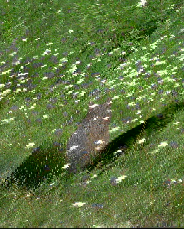 milkgore milkgore archive image