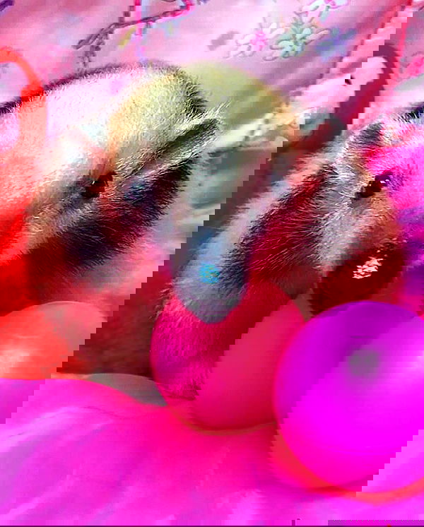 milkgore milkgore archive image