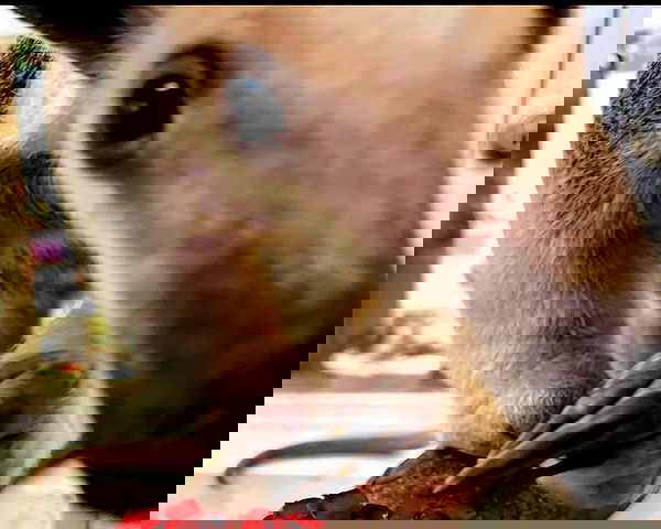 milkgore milkgore archive image