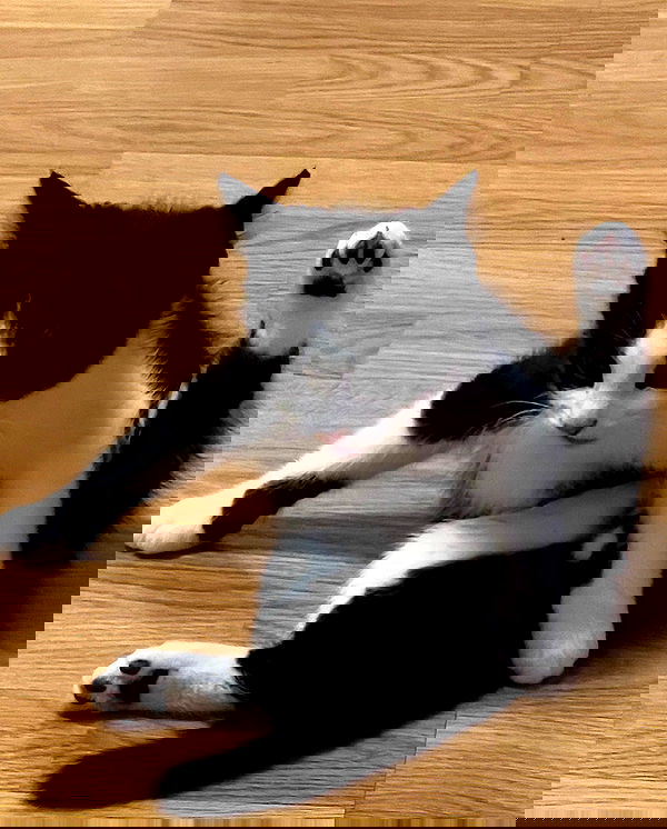 milkgore milkgore archive image