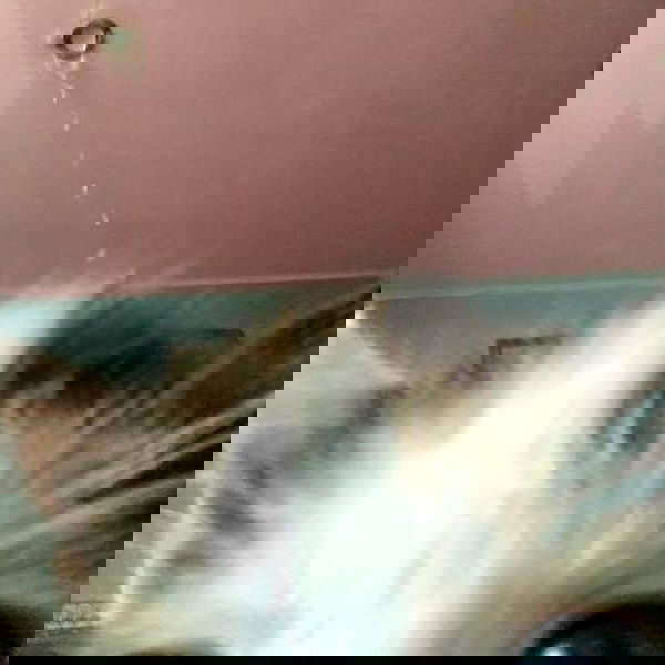 milkgore milkgore archive image