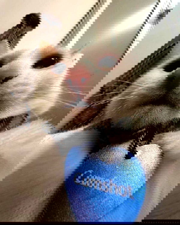 milkgore milkgore archive image