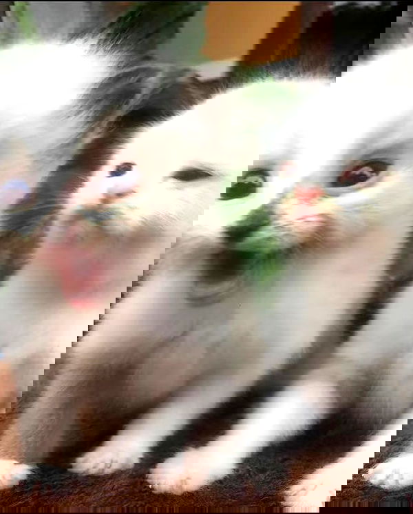 milkgore milkgore archive image