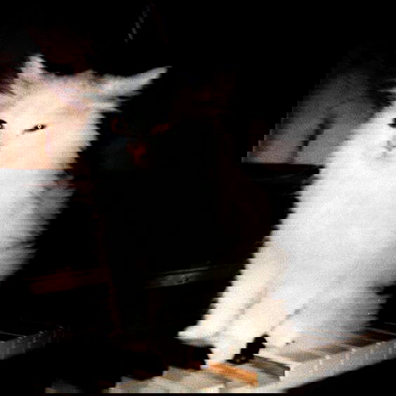 milkgore milkgore archive image