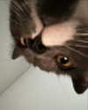 minenmi_ Altpins Profile Picture
