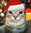 minenmi_ Altpins Profile Picture
