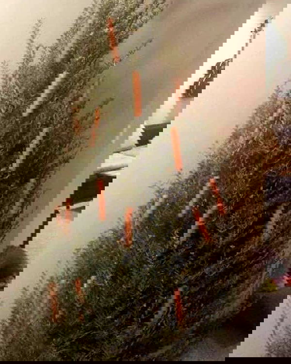 mishel116 mishel116 archive image