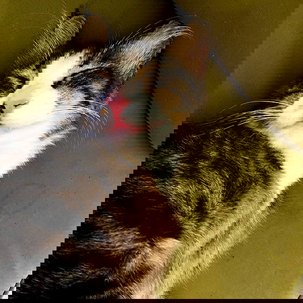 mishel116 mishel116 archive image