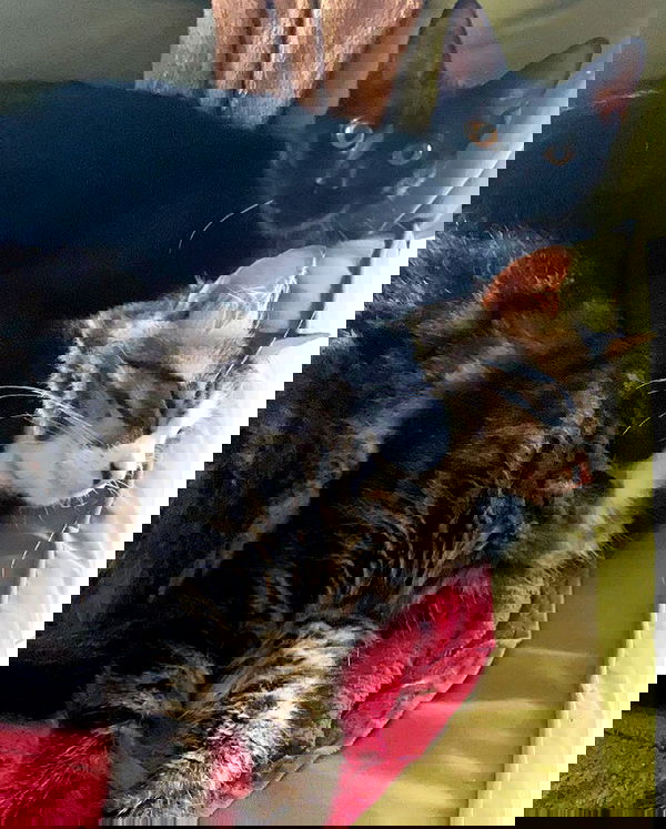 mishel116 mishel116 archive image