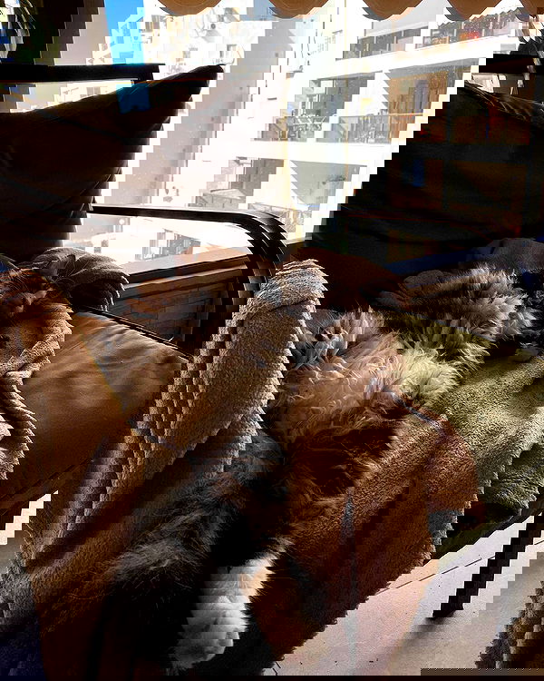 mishel116 mishel116 archive image