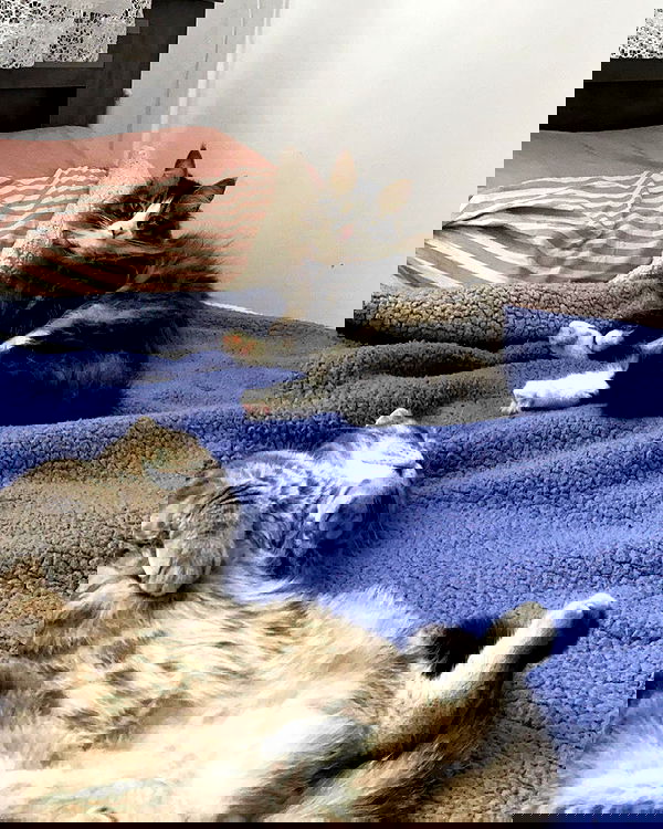 mishel116 mishel116 archive image