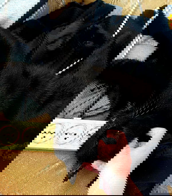 mishel116 mishel116 archive image