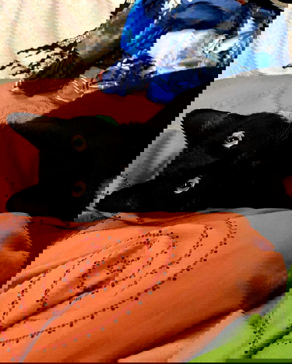 mishel116 mishel116 archive image